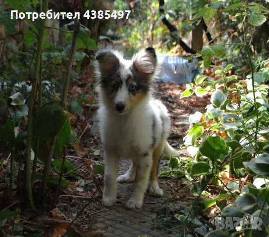 Женски Шелти мини коли , снимка 6 - Коли - 54873903