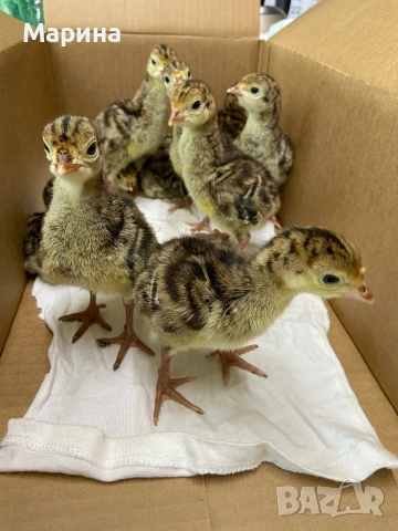 Пуйчета, снимка 3 - Кокошки и пуйки - 54317132