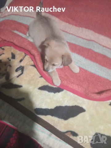 Ciho pomeran, снимка 2 - Померан - 52938357