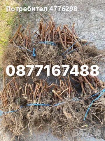 Разсад ягоди и малини