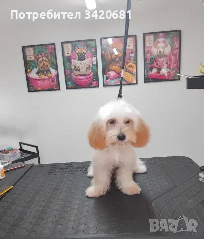 Малтипу Maltlpoo, снимка 6 - Пудели - 55957559
