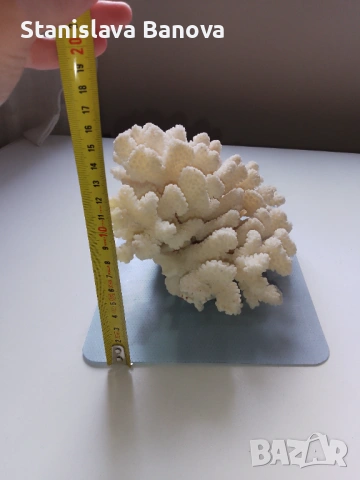 Бял корал, снимка 9 - Други - 54079779