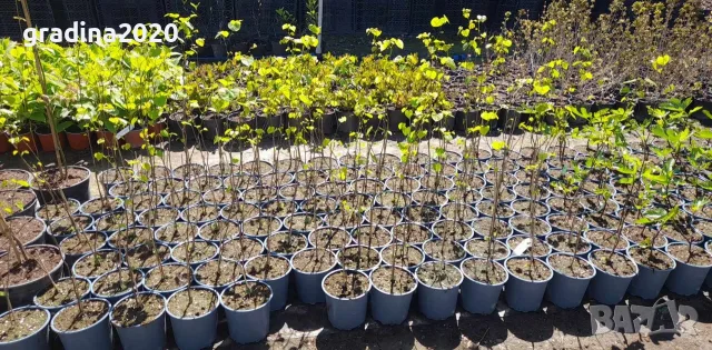 Див рожков (Cercis siliquastrum) Дърво на Юда, снимка 8 - Разсади - 55590892