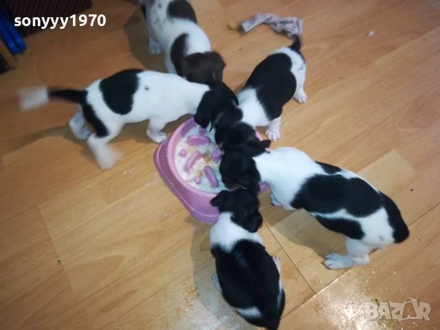 КУТРЕТА ДЖАК РЪСЕЛ 2009250434