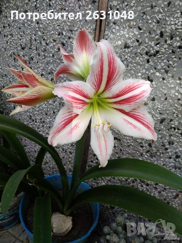 Цветя Амарилис / Хипеаструм, снимка 1