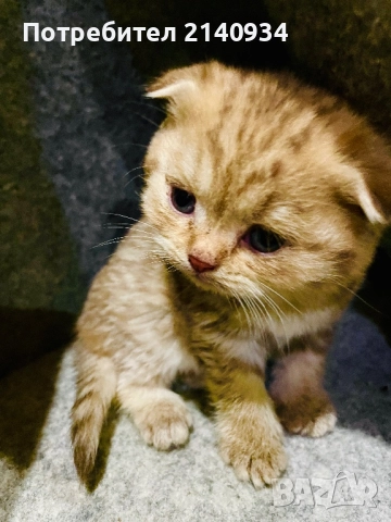 Шотландски клепоухи котенца. Златна чинчила, снимка 4 - Британска късокосместа - 52872201