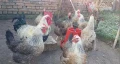 Катунски кокошки и петли изгодно , снимка 4