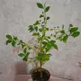 Еуфорбия/Христов венец Цвете, снимка 4