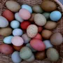 Цветни разплодни яйца, пъстри и разноцветни , снимка 1