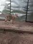 Чехословашки вълчак, снимка 2