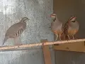 кеклици Разград , снимка 2
