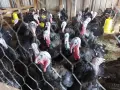 Продавам домашно отглеждани пуйки , снимка 6