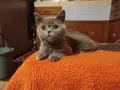много дрожулюбно британче , снимка 2