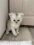 сребърни котета , снимка 5