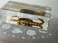 Сувенир скорпион , снимка 1