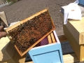 Малки пчелни семейства на 4 рамки, снимка 2