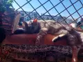 Сив Таби котарак търси дом, снимка 10