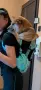 Раница за носене на куче K9 Sport Sack Dog Carrying Backpack , снимка 2