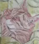 Картина със спящо коте, снимка 3