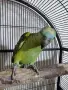 Последно бебе синьочела амазона, снимка 5