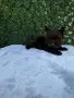 йоркширски териер , снимка 3