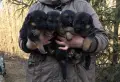 Немска овчарка - женско, снимка 3