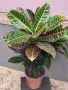 Фикус Кротон стайно растение, снимка 4