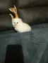 КОТЕНЦЕ МЕЧТА НА МАЛКИ И ГОЛЕМИ, снимка 4