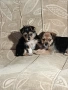 Мини пинчер чихуахуа, снимка 11