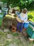 продавам пчелен мед, снимка 3