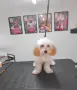 Малтипу Maltlpoo, снимка 6