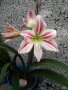 Цветя Амарилис / Хипеаструм, снимка 1 - Стайни растения - 40156605
