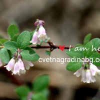 Симфорикарпус - розов, снимка 3 - Градински цветя и растения - 31281884