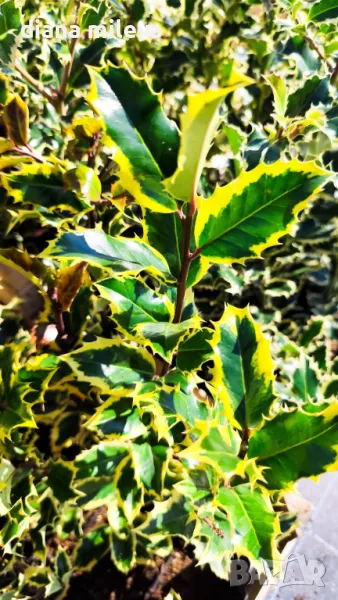 Илекс Мадам Бриот, Ilex aquifolium Madame Briot, снимка 1