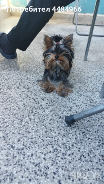Продавам мини йоркширски териер на 6 месеца със всички ваксини, снимка 1
