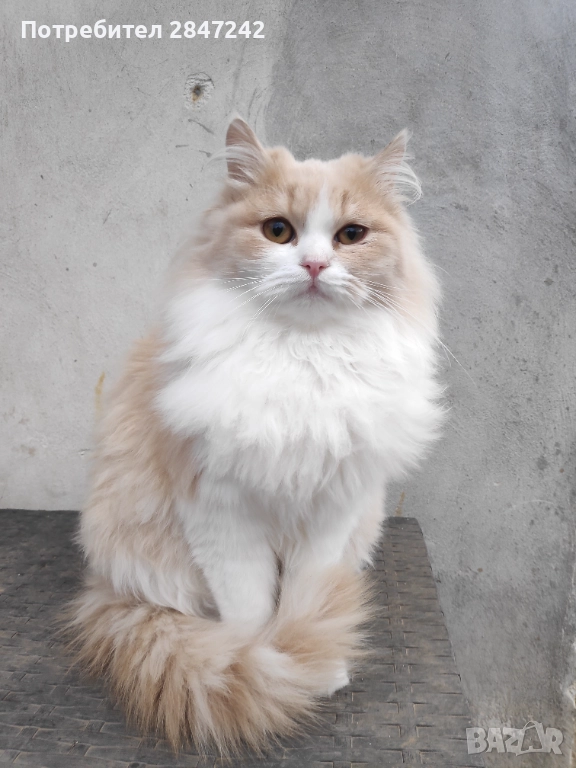 Бежово пухче, снимка 1