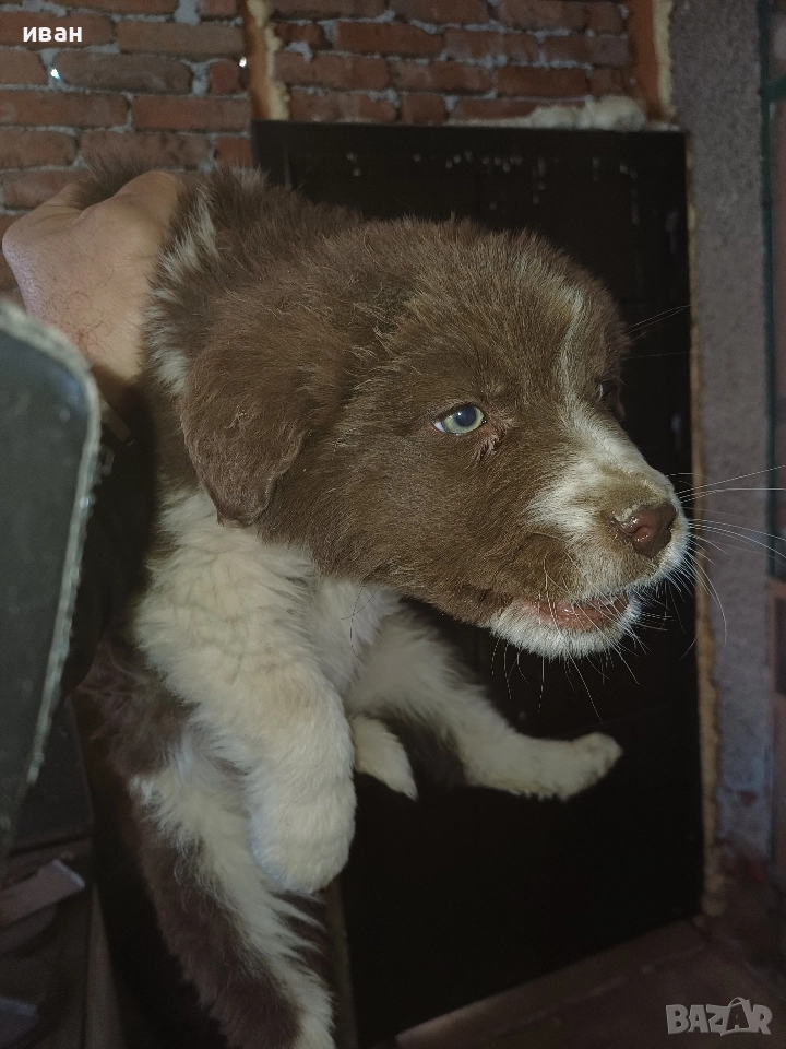 бок каракачанка, снимка 1