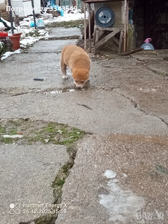  женско кученце Сао алабай , снимка 1