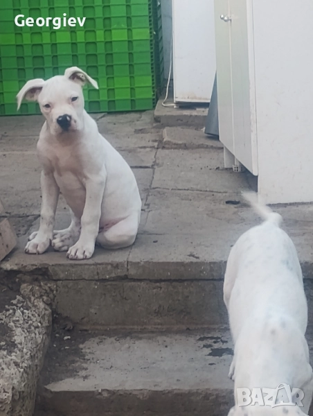  Американски булдог, снимка 1