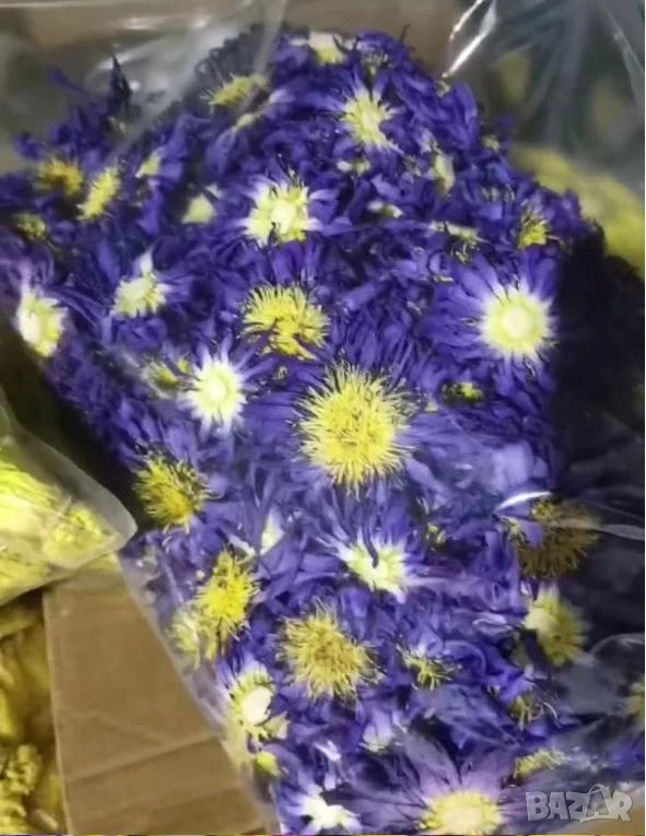 Lotos Blue Lotus Nymphaea Caerulea Синя Водна Лилия Син Лотус Свещена Синя Лилия Син Египетски Лотус, снимка 1