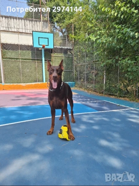 Мъжки Доберман за разплод, снимка 1