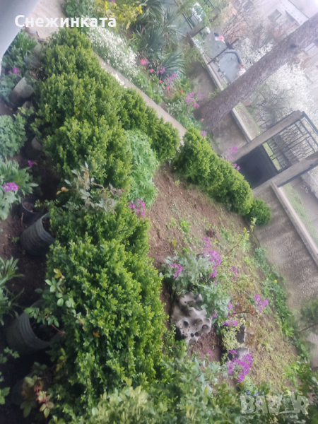 Продавам различни чемшири, снимка 1