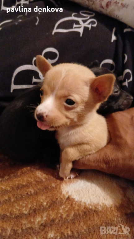 Продава,се чистокръвен мини пинчер, снимка 1