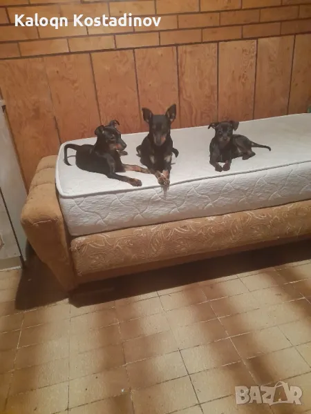 Продавам Сърнист Пинчер , снимка 1