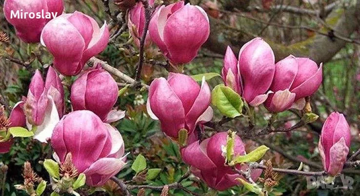 Магнолия Леней  (НОВО!!!) 100/120см, снимка 1