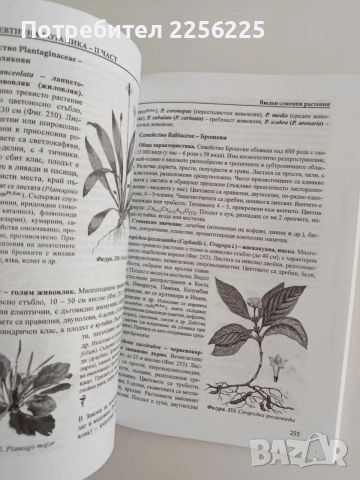 Фармацевтична ботаника ( част 2 ), снимка 3 - Специализирана литература - 55705289