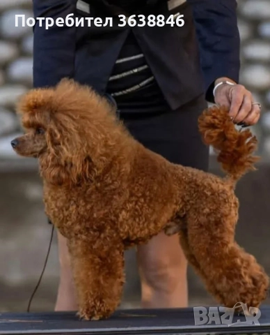 Той пудел, снимка 3 - Пудели - 51739817