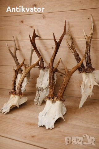 80 евро за всички 5 бр. трофеи от сръндак