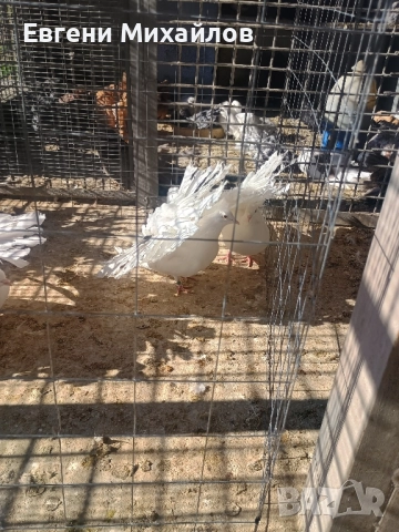 Фенерлии , снимка 8 - Гълъби - 52405258