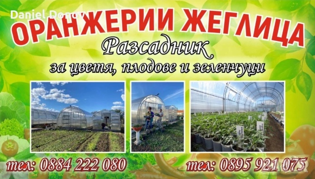 КАТАЛОГ РАЗСАДИ ПРОЛЕТ-ЛЯТО 2026, снимка 18 - Разсади - 52473586